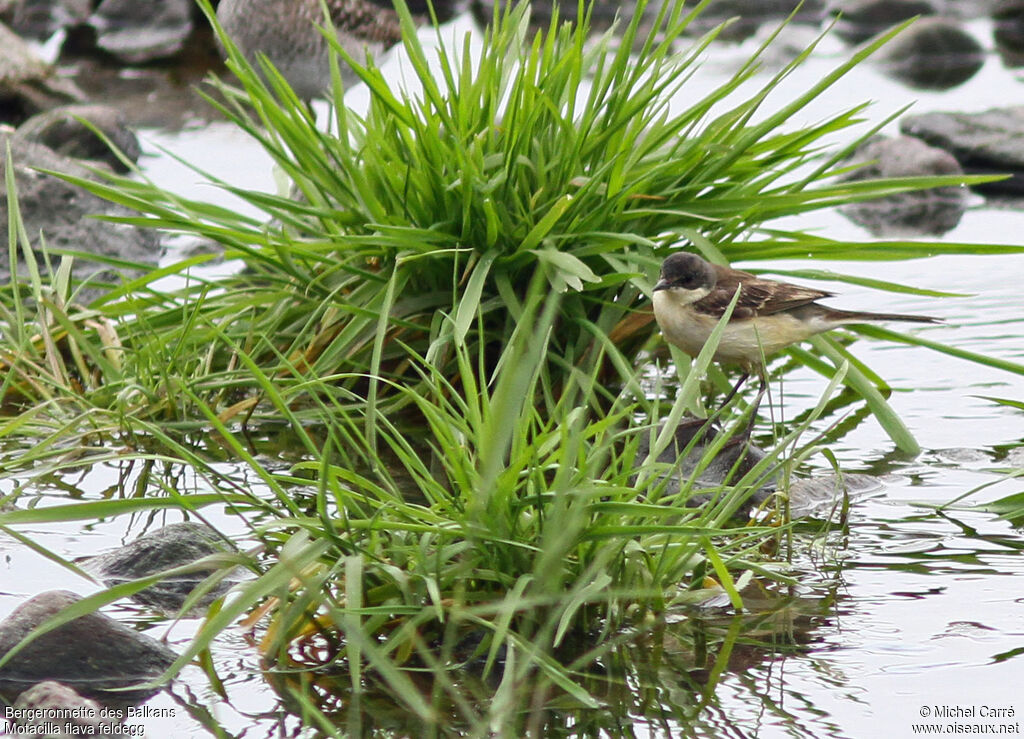 Western Yellow Wagtail (feldegg) female adult breeding