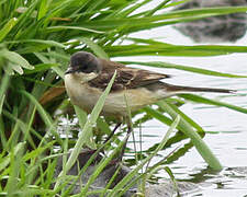 Western Yellow Wagtail (feldegg)