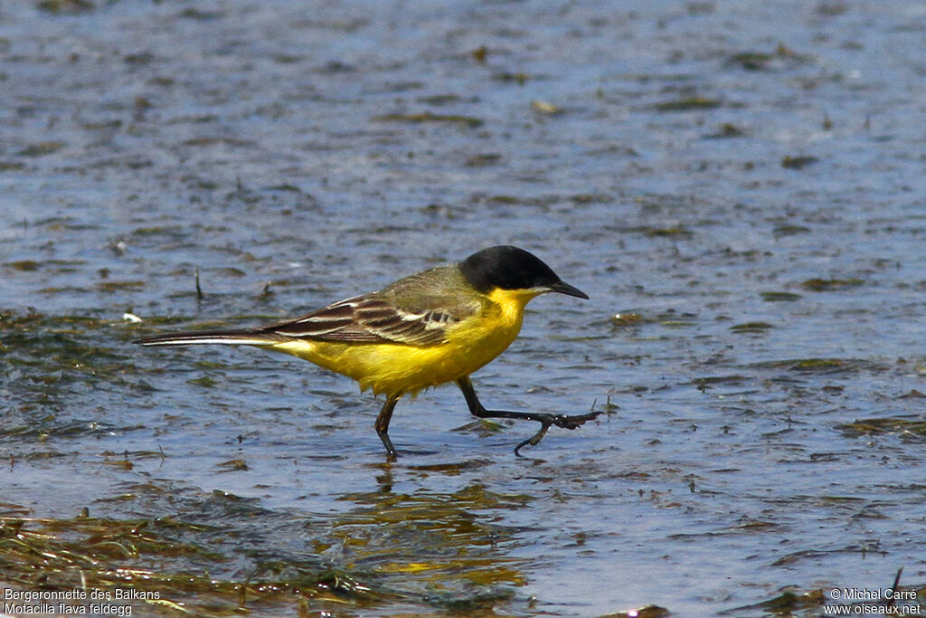 Western Yellow Wagtail (feldegg) male adult breeding