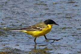 Western Yellow Wagtail (feldegg)