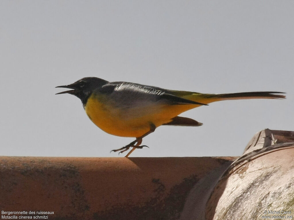 Grey Wagtail male adult breeding