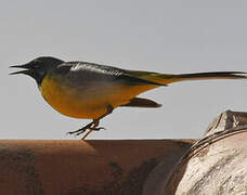 Grey Wagtail