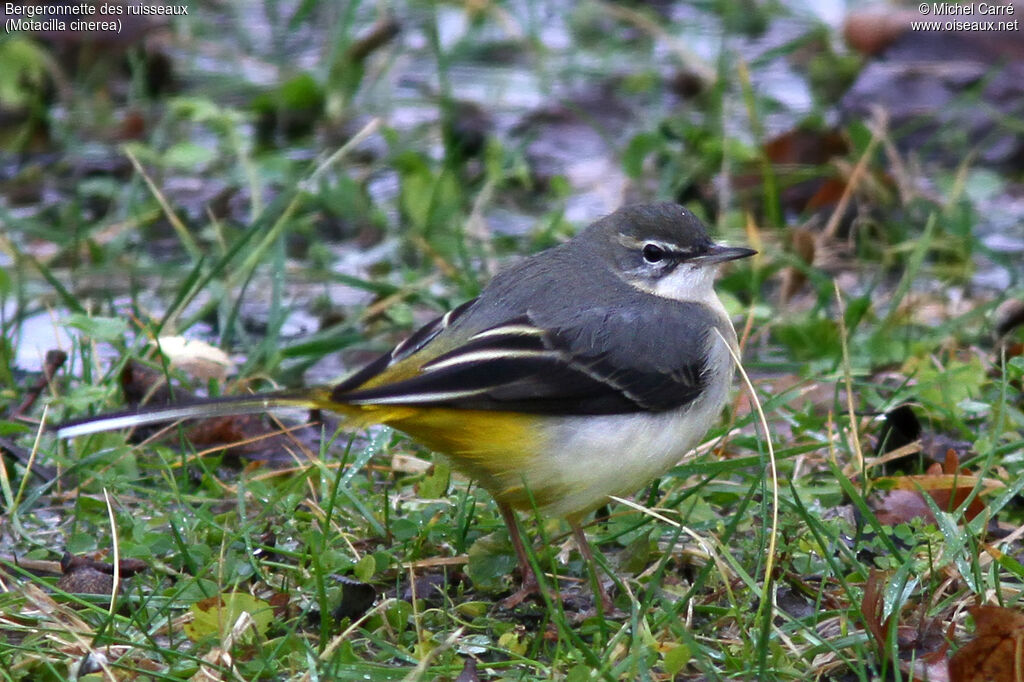 Bergeronnette des ruisseaux