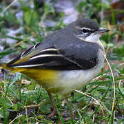 Grey Wagtail