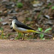 Grey Wagtail