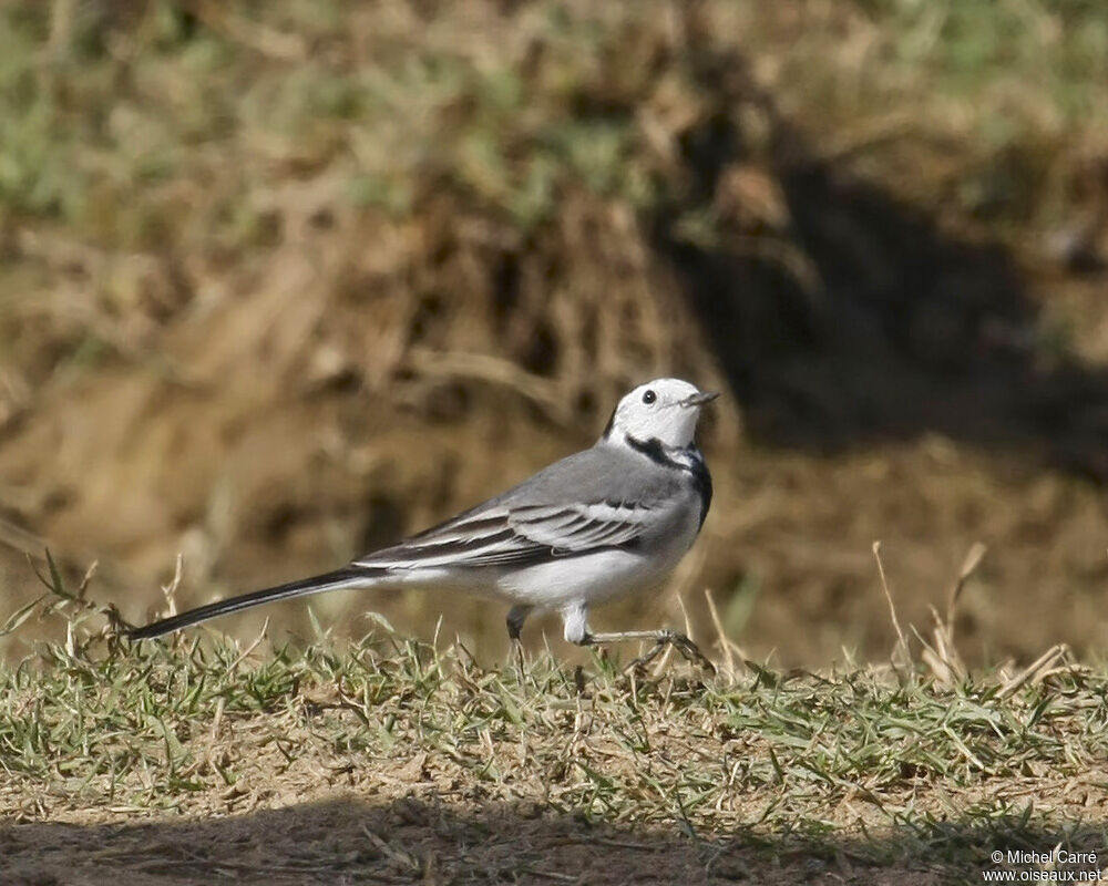 White Wagtailadult