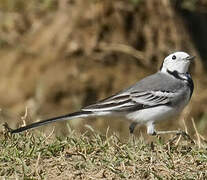 White Wagtail