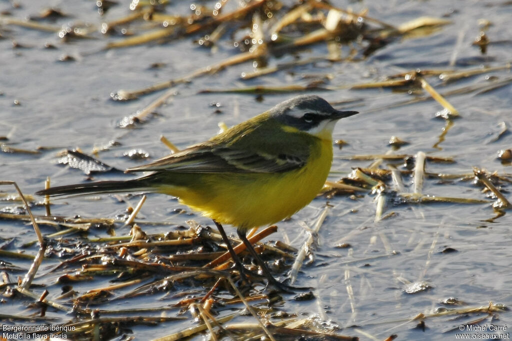 Western Yellow Wagtail (iberiae) male adult breeding