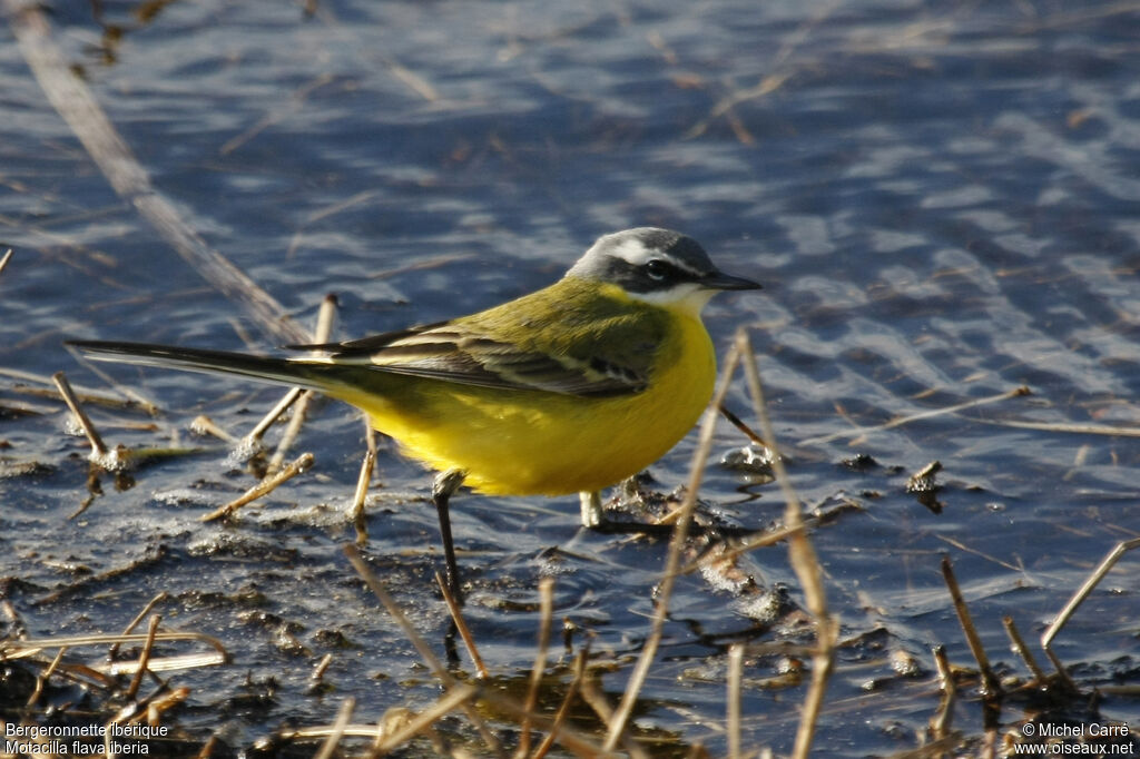 Western Yellow Wagtail (iberiae) male adult breeding