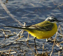 Western Yellow Wagtail (iberiae)