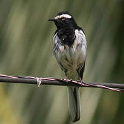 White-browed Wagtail