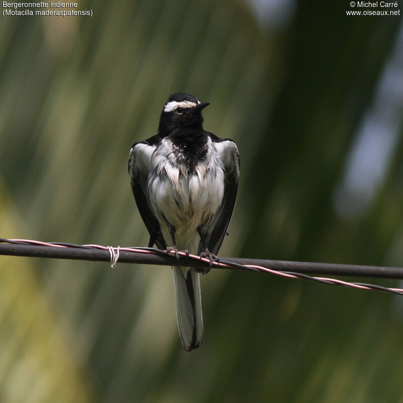 White-browed Wagtailadult