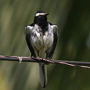 White-browed Wagtail