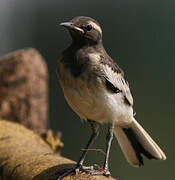 White-browed Wagtail