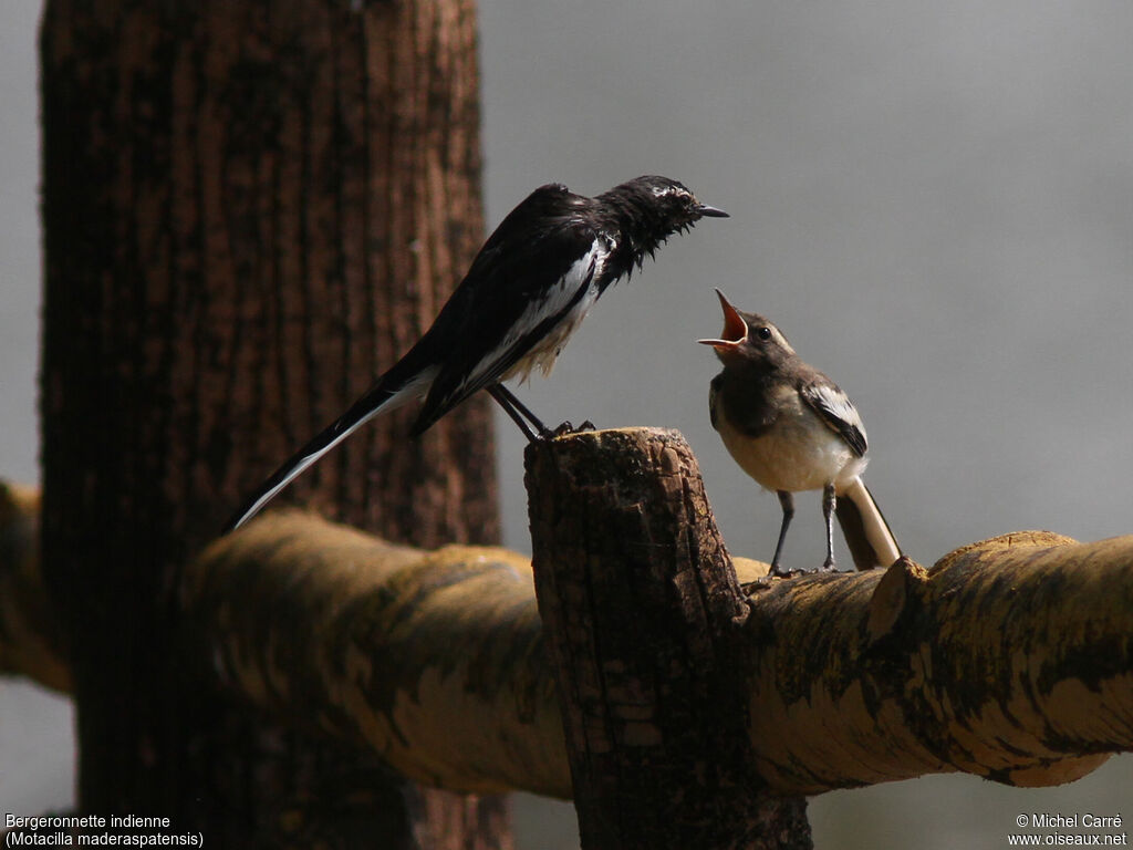 White-browed Wagtail, Behaviour