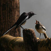 White-browed Wagtail