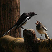 White-browed Wagtail