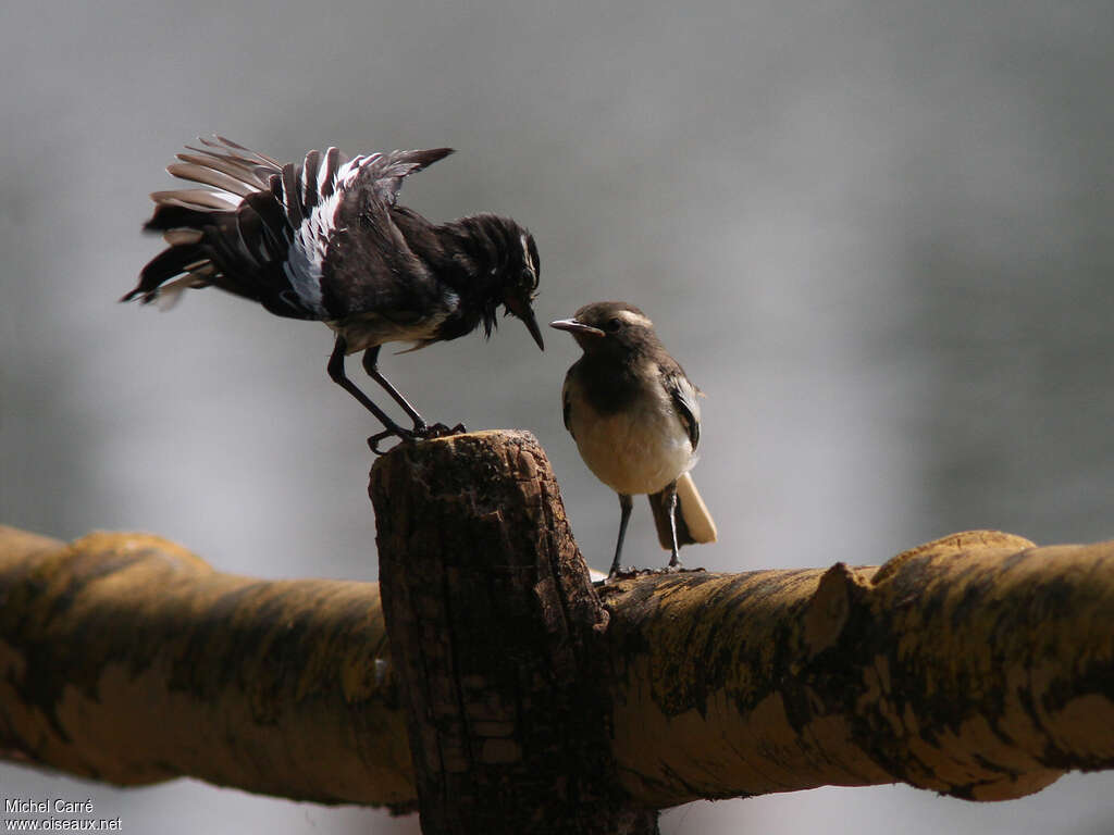 White-browed Wagtail, Reproduction-nesting