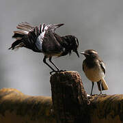 White-browed Wagtail