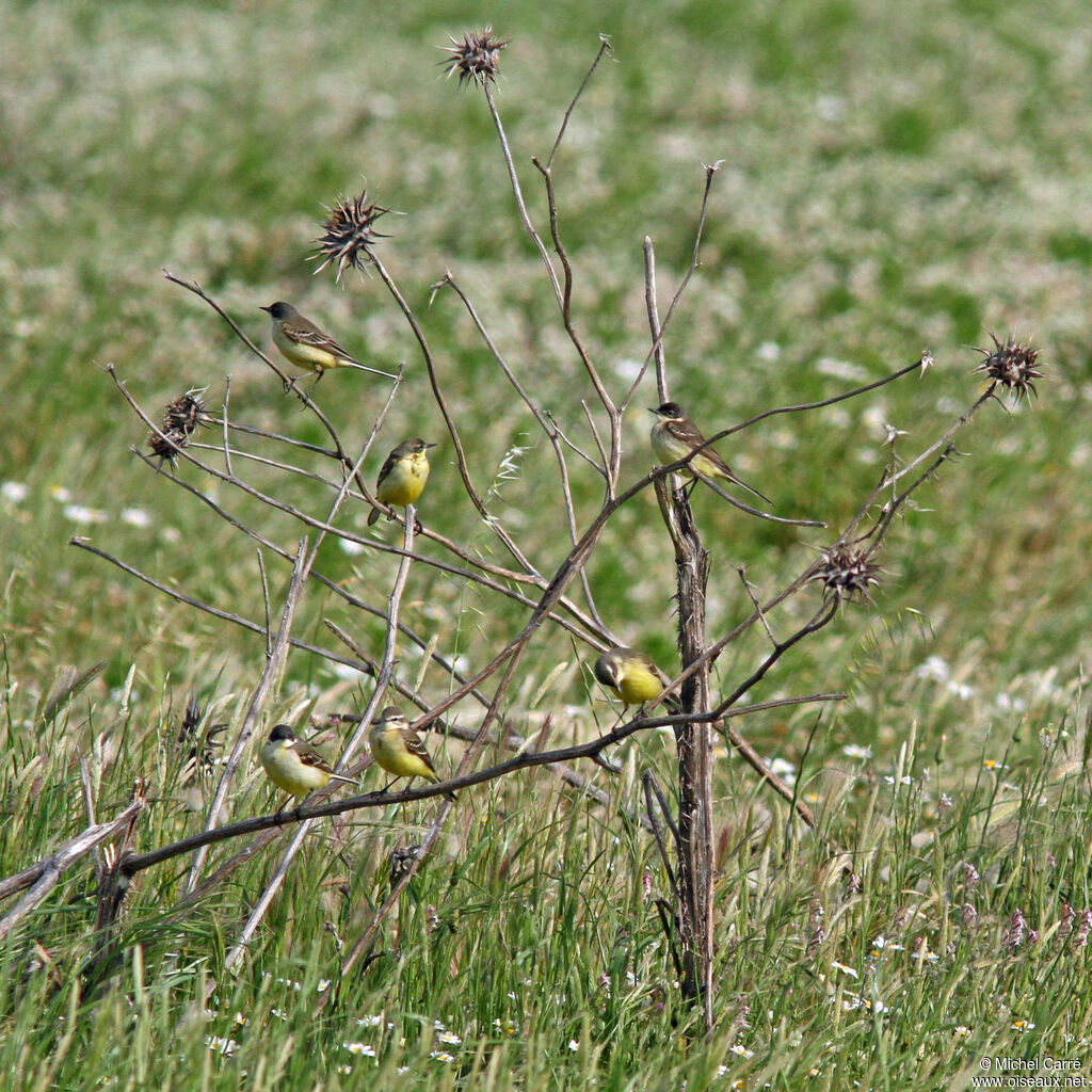 Western Yellow Wagtail