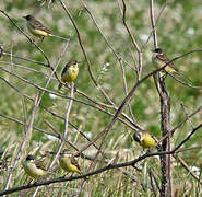 Western Yellow Wagtail