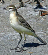 Western Yellow Wagtail