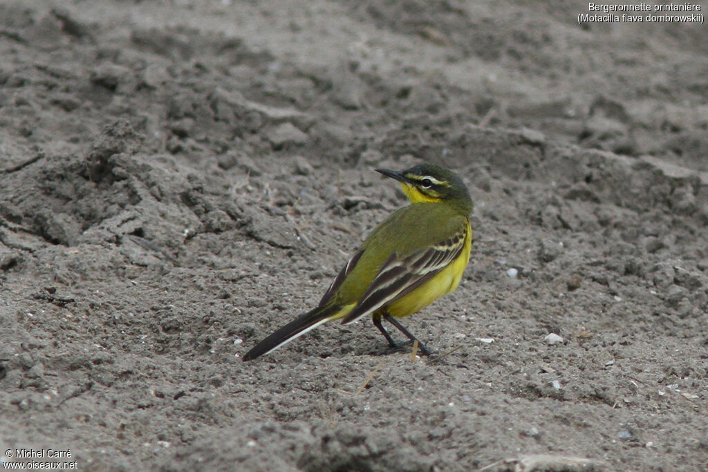 Western Yellow Wagtail male adult