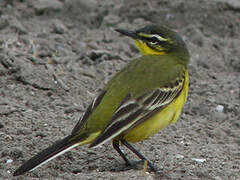 Western Yellow Wagtail