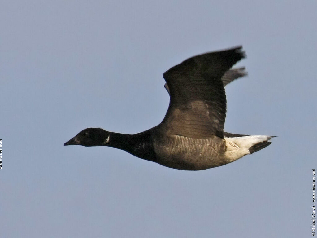 Brant Gooseadult, Flight