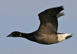 Brant Goose