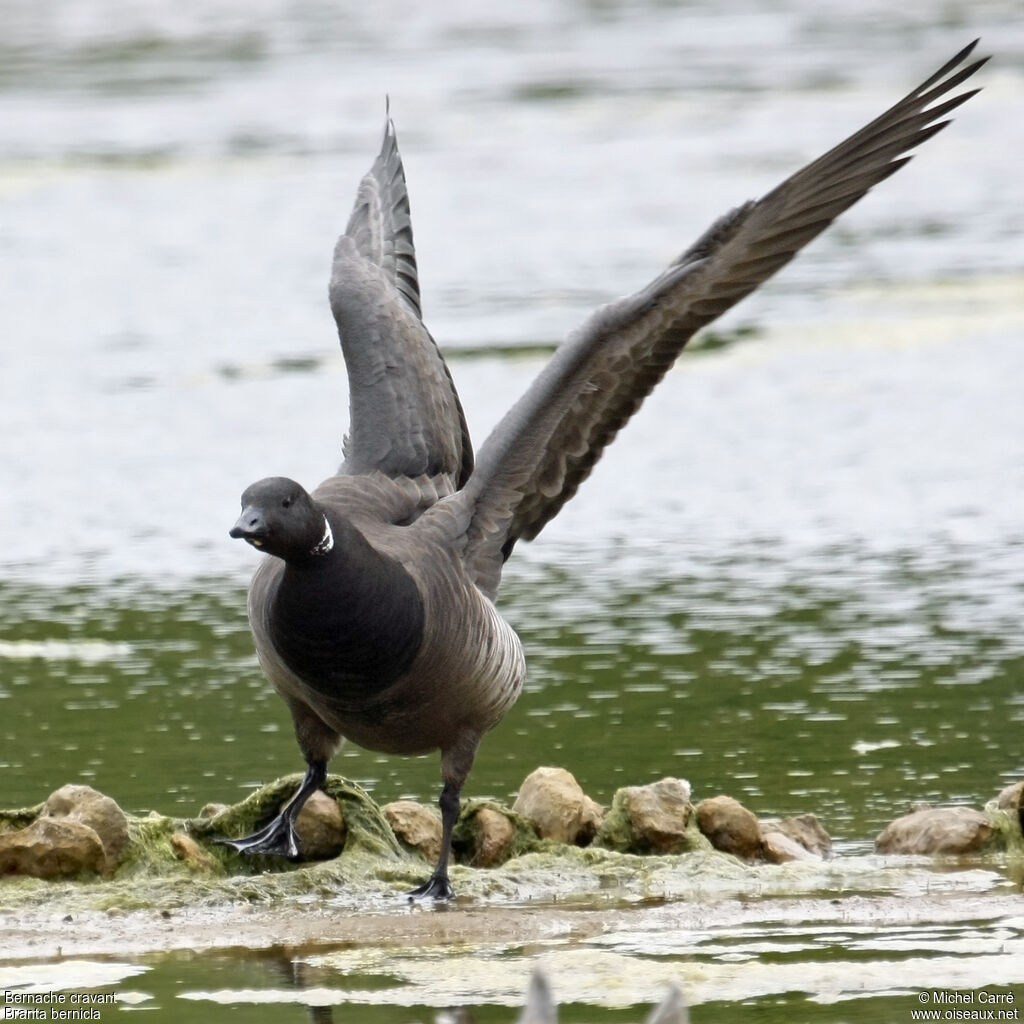 Brant Gooseadult