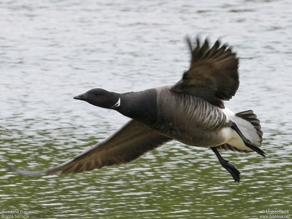 Brant Gooseadult, Flight