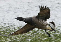 Brant Goose