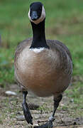 Canada Goose