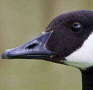 Canada Goose