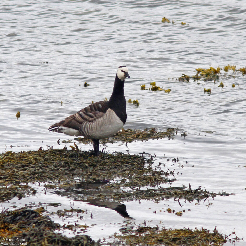 Barnacle Goose