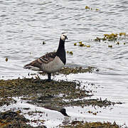 Barnacle Goose