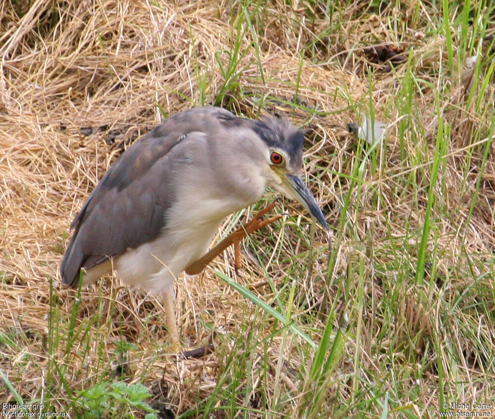 Black-crowned Night Heron