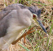 Black-crowned Night Heron