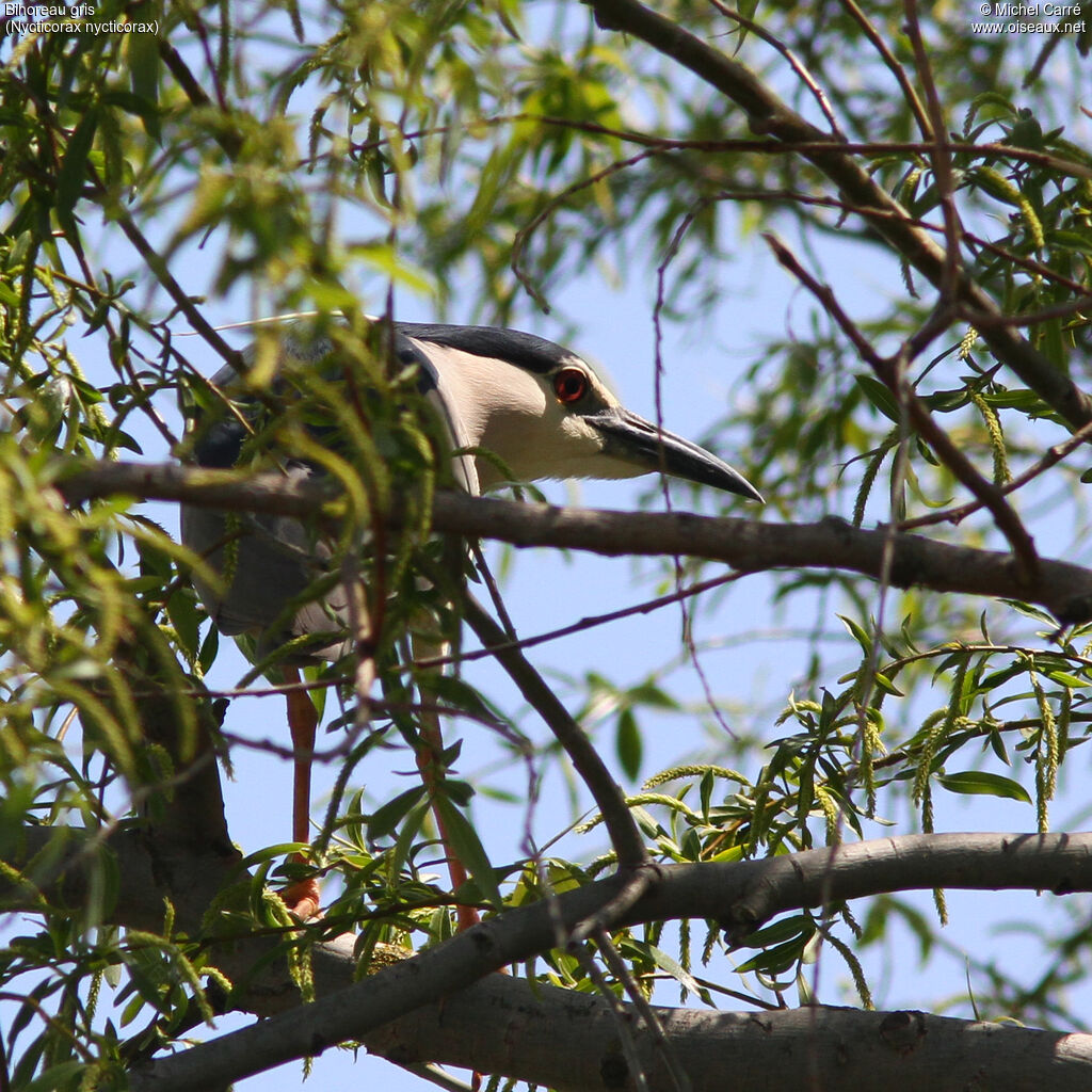 Black-crowned Night Heronadult