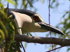 Black-crowned Night Heron