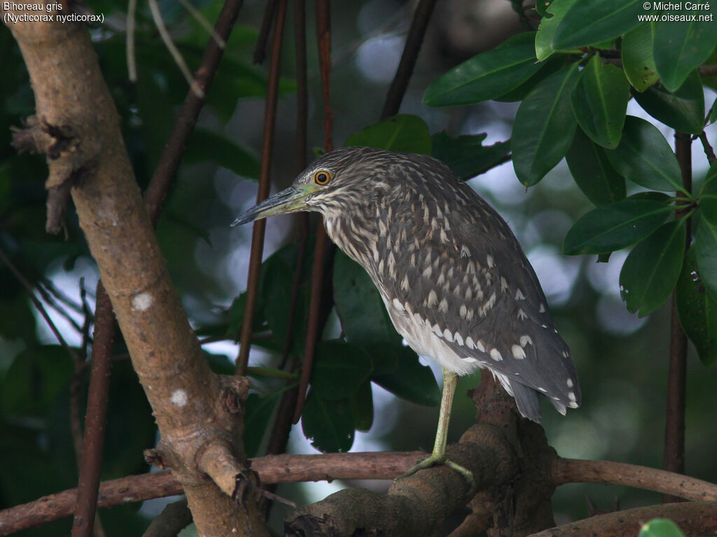 Black-crowned Night Heronjuvenile