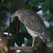 Black-crowned Night Heron