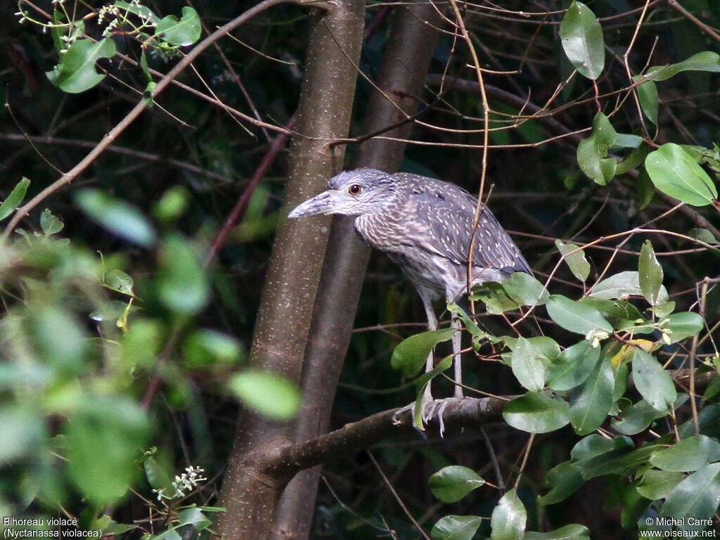 Yellow-crowned Night Heronjuvenile