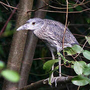 Yellow-crowned Night Heron