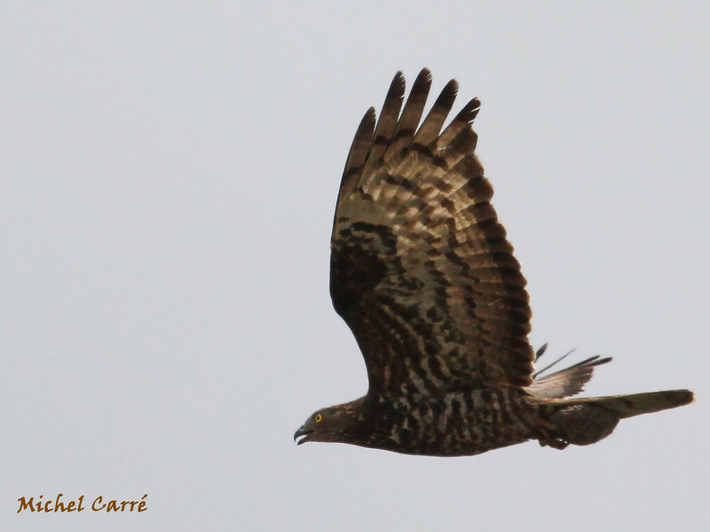 European Honey Buzzard