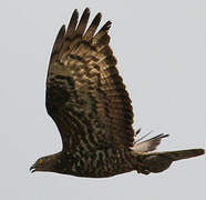 European Honey Buzzard