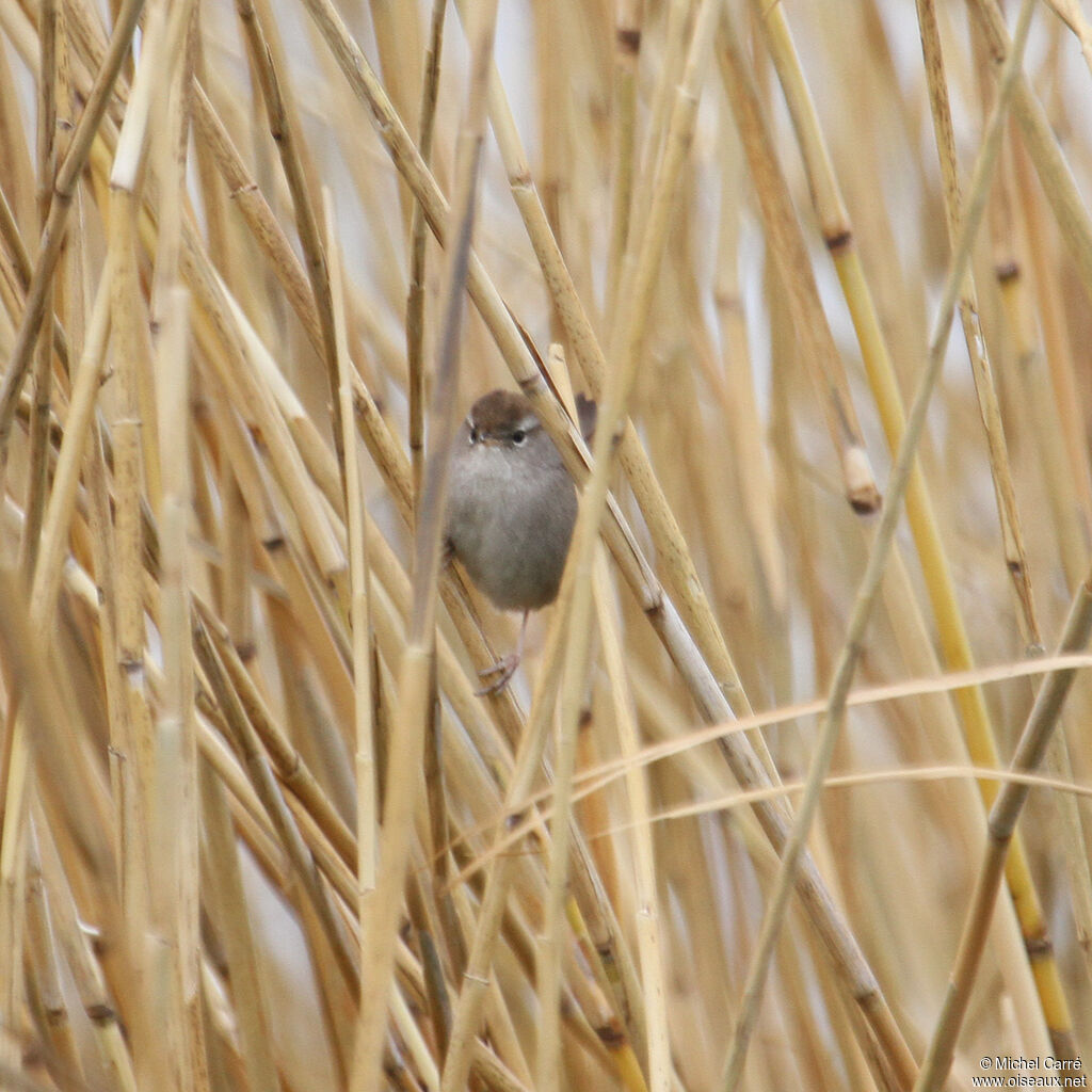 Cetti's Warbleradult