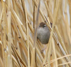 Bouscarle de Cetti