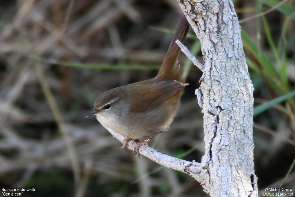 Bouscarle de Cettiadulte, identification, portrait